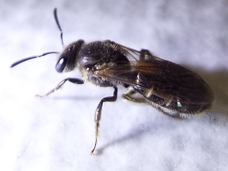 Lasioglossum sp.  (Apidae Halictinae)
